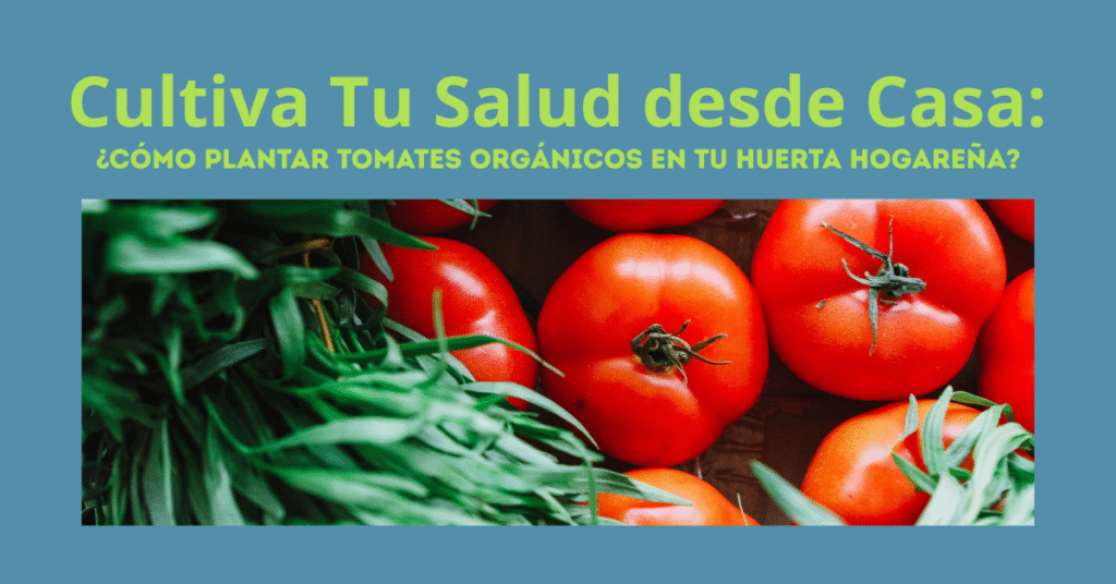 Tomates maduros listos para cosechar, cultivados en una huerta orgánica hogareña.