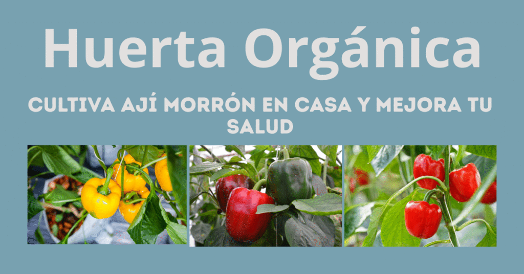 Ají morrón rojo creciendo en una huerta orgánica casera