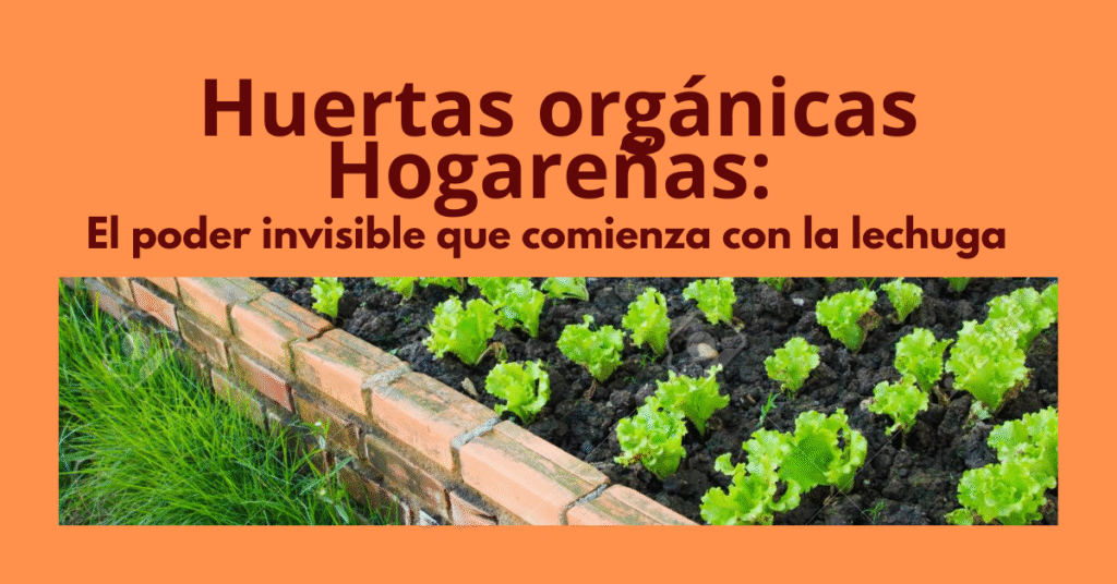 Lechuga orgánica recién cosechada de una huerta casera