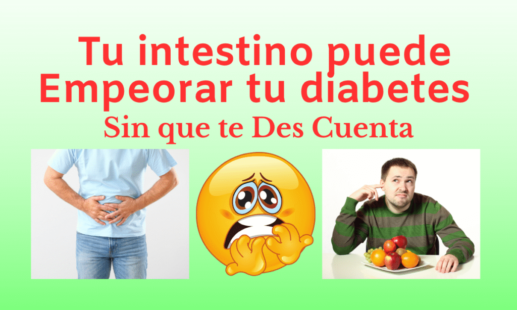 Intestino humano con bacterias intestinales destacadas, asociadas al control de la glucosa.