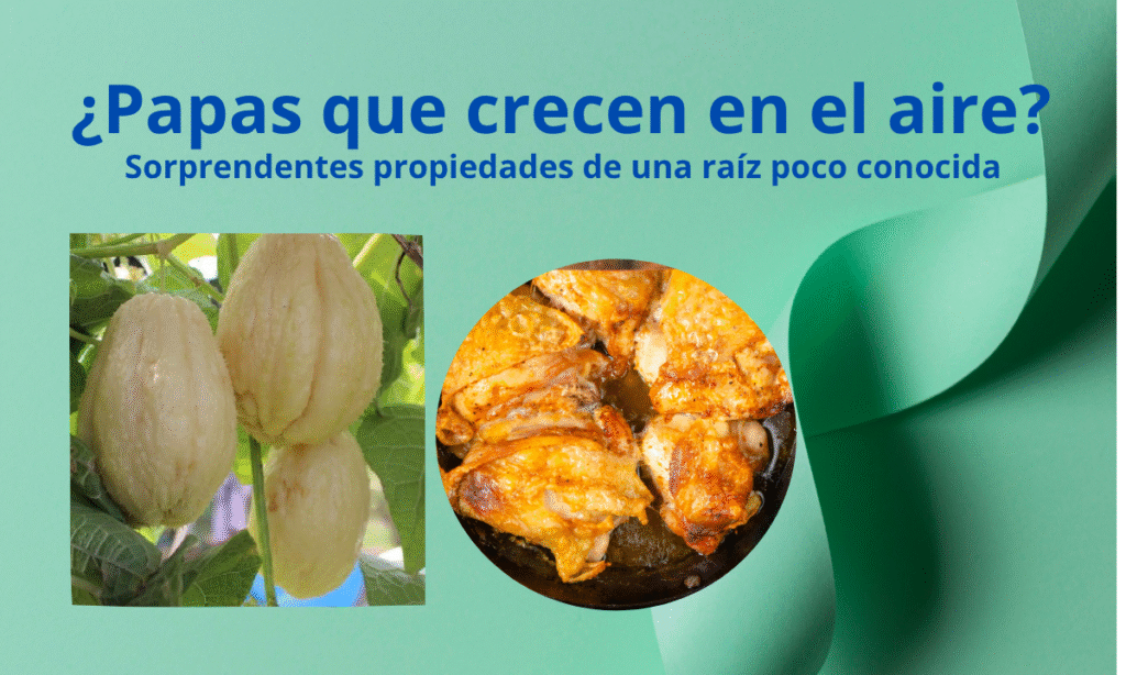 “Papa del aire: el tesoro vegetal que crece sin tierra y sorprende a la ciencia”