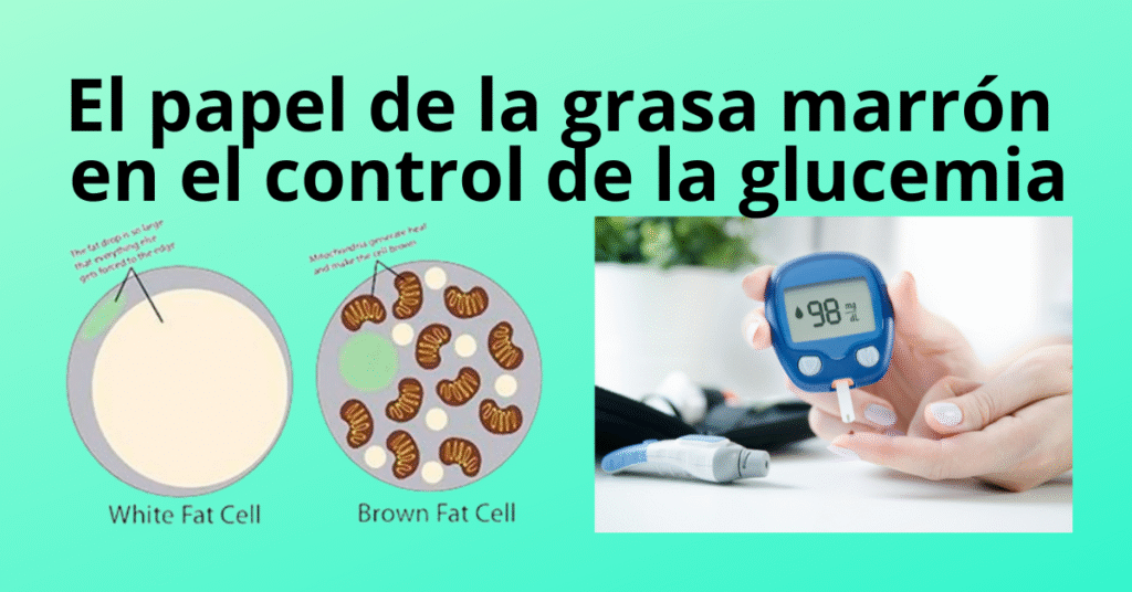 Grasa marrón: tejido adiposo que ayuda a controlar la glucemia, aumentar el gasto energético y mejorar la salud metabólica.